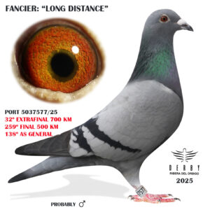 LOTE 19.-  32º EXTRA FINAL 700 KM<BR/> <BR/> POR 5037577/25 <BR/><BR/> LONG DISTANCE<BR/><BR/><STRONG><p style="color:#FF0000";><U>PADRE:</U>  <BR/><BR/><U>MADRE:</U>  </STRONG><BR/><BR/><STRONG><p style="color:#b0d12a";><BR/><BR/></STRONG>