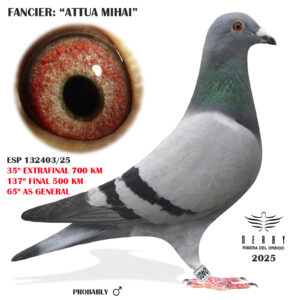 LOTE 20.-   35º EXTRA FINAL 700 KM<BR/> <BR/> ESP 132403/25 <BR/><BR/> ATTUA & MIHAI <BR/><BR/><STRONG><p style="color:#FF0000";><U>PADRE:</U>  <BR/><BR/><U>MADRE:</U>  </STRONG><BR/><BR/><STRONG><p style="color:#b0d12a";> <BR/><BR/> </STRONG>