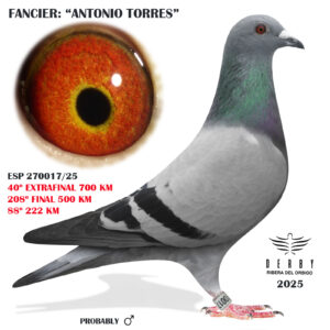 LOTE 18.- 40º EXTRA FINAL 700 KM<BR/> <BR/>ESP 270017/25 ANTONIO TORRES</A><BR/><BR/><STRONG><p style="color:#FF0000";><U>PADRE:</U> <BR/><BR/><U>MADRE:</U> </STRONG><BR/><BR/><STRONG><p style="color:#b0d12a";><BR/><BR/></STRONG>