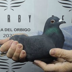 LOTE 19.-   43 º EXTRA FINAL 700 KM<BR/> <BR/> ESP 14119/25 <BR/><BR/> FADCA <BR/><BR/><STRONG><p style="color:#FF0000";><U>PADRE:</U>  <BR/><BR/><U>MADRE:</U>  </STRONG><BR/><BR/><STRONG><p style="color:#b0d12a";> <BR/><BR/> </STRONG>