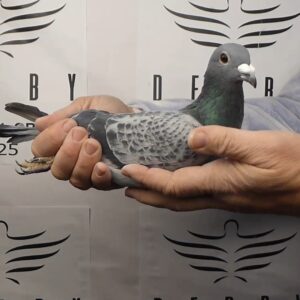 LOTE 17.-  46º EXTRA FINAL 700 KM<BR/> <BR/> POR 5311507/25 <BR/><BR/> LOBOS DE MAR<BR/><BR/><STRONG><p style="color:#FF0000";><U>PADRE:</U>  <BR/><BR/><U>MADRE:</U>  </STRONG><BR/><BR/><STRONG><p style="color:#b0d12a";><BR/><BR/></STRONG>