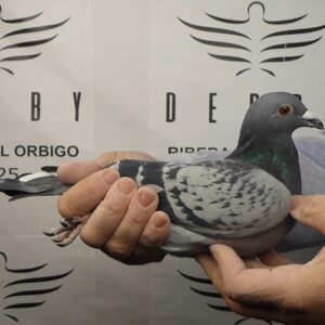 LOTE 17.- 47º EXTRA FINAL 700 KM<BR/> <BR/>NL 1279467/25 TEAM BATENBURG V.D. MERWE & PEC </A><BR/><BR/><STRONG><p style="color:#FF0000";><U>PADRE:</U> <BR/><BR/><U>MADRE:</U> </STRONG><BR/><BR/><STRONG><p style="color:#b0d12a";><BR/><BR/></STRONG>