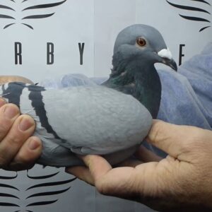 LOTE 18.-   50 º EXTRA FINAL 700 KM<BR/> <BR/> POR 5066209/25 <BR/><BR/> LOS 4 MOSQUETEROS <BR/><BR/><STRONG><p style="color:#FF0000";><U>PADRE:</U>  <BR/><BR/><U>MADRE:</U>  </STRONG><BR/><BR/><STRONG><p style="color:#b0d12a";> <BR/><BR/> </STRONG>