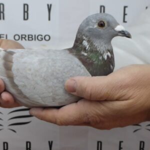 LOTE 16.-  54º EXTRA FINAL 700 KM<BR/> <BR/> POR 5307562/25 <BR/><BR/> LONG DISTANCE<BR/><BR/><STRONG><p style="color:#FF0000";><U>PADRE:</U>  <BR/><BR/><U>MADRE:</U>  </STRONG><BR/><BR/><STRONG><p style="color:#b0d12a";><BR/><BR/></STRONG>