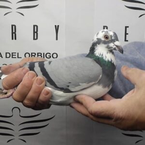 LOTE 16.-  55º EXTRA FINAL 700 KM<BR/> <BR/>DV 2241-40/25       KORNELIUS WOLLITZER OLR TEAM</A><BR/><BR/><STRONG><p style="color:#FF0000";><U>PADRE:</U> <BR/><BR/><U>MADRE:</U>    </STRONG><BR/><BR/><STRONG><p style="color:#b0d12a";><BR/><BR/></STRONG>