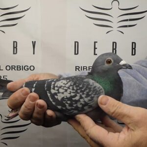 LOTE 17.-   59 º EXTRA FINAL 700 KM<BR/> <BR/> NL 1380529/25 <BR/><BR/> SCHWALKWIJK PIGEONS.NL <BR/><BR/><STRONG><p style="color:#FF0000";><U>PADRE:</U>  <BR/><BR/><U>MADRE:</U>  </STRONG><BR/><BR/><STRONG><p style="color:#b0d12a";> <BR/><BR/> </STRONG>