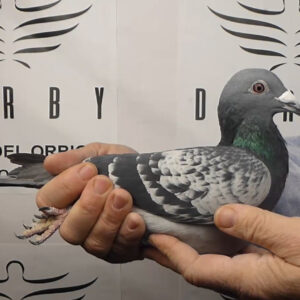 LOTE 16.-  61º EXTRA FINAL 700 KM<BR/> <BR/>POR 5268079/25      TANDEM LUIS FERNANDO & POMBOS DO MARCIANO<BR/><BR/><STRONG><p style="color:#FF0000";><U>PADRE:</U> MEDIO HERMANO 15º FINAL GOLDEN ALGARVE 23 <BR/>PADRE DE VARIAS PALOMAS CON PREMIOS DE CABEZA<BR/><U>MADRE:</U> CRUCE DE SUPER LINEA "BATATA" (PEDRO PORTO) x  MADRE DE GRANDES FONDISTAS</STRONG><BR/><BR/><STRONG><p style="color:#b0d12a";><BR/><BR/></STRONG>