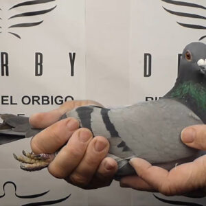 LOTE 16.-   62 º EXTRA FINAL 700 KM<BR/> <BR/> ESP 71420/25 <BR/><BR/> LOS 4 MOSQUETEROS <BR/><BR/><STRONG><p style="color:#FF0000";><U>PADRE:</U>  100% ETIENNE MEIIRLAEN (SUPER PALOMAR DE GRAN FONDO BELGA!!!)<BR/><BR/><U>MADRE:</U>  </STRONG><BR/><BR/><STRONG><p style="color:#b0d12a";> <BR/><BR/> </STRONG>