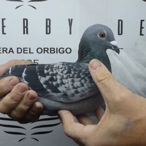 LOTE 15.-  64º EXTRA FINAL 700 KM<BR/> <BR/> ESP 141595/25 <BR/><BR/> ALES COSTA BRAVA<BR/><BR/><STRONG><p style="color:#FF0000";><U>PADRE:</U>  <BR/><BR/><U>MADRE:</U>  </STRONG><BR/><BR/><STRONG><p style="color:#b0d12a";><BR/><BR/></STRONG>