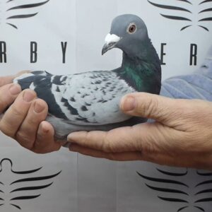 LOTE 15.-  58º EXTRA FINAL 700 KM<BR/> <BR/>ESP 100069/25      LOS CALIFAS</A><BR/><BR/><STRONG><p style="color:#FF0000";><U>PADRE:</U> <BR/><BR/><U>MADRE:</U>    </STRONG><BR/><BR/><STRONG><p style="color:#b0d12a";><BR/><BR/></STRONG>