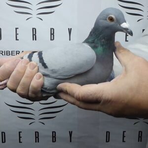 LOTE 14.-  70º EXTRA FINAL 700 KM<BR/> <BR/> ESP 154300/25 <BR/><BR/> LUÍS MORALEJO (AVILÉS - ASTURIAS)<BR/><BR/><STRONG><p style="color:#FF0000";><U>PADRE:</U>  <BR/><BR/><U>MADRE:</U>  </STRONG><BR/><BR/><STRONG><p style="color:#b0d12a";><BR/><BR/></STRONG>