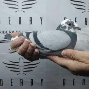 LOTE 15.-   74 º EXTRA FINAL 700 KM<BR/> <BR/> POR 5285011/25 <BR/><BR/> ABEL LOPES & PEDRO PORTO <BR/><BR/><STRONG><p style="color:#FF0000";><U>PADRE:</U>  <BR/><BR/><U>MADRE:</U>  </STRONG><BR/><BR/><STRONG><p style="color:#b0d12a";> <BR/><BR/> </STRONG>