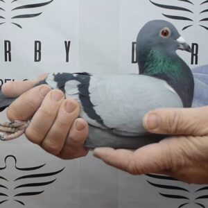 LOTE 13.-  75º EXTRA FINAL 700 KM<BR/> <BR/> ESP 763/25 <BR/><BR/> TANDEM IONESCU & PASCU <BR/><BR/><STRONG><p style="color:#FF0000";><U>PADRE:</U>  <BR/><BR/><U>MADRE:</U>  </STRONG><BR/><BR/><STRONG><p style="color:#b0d12a";><BR/><BR/></STRONG>