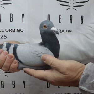 LOTE 14.-  80º EXTRA FINAL 700 KM<BR/> <BR/>ESP 154700/25      JOMASTUR</A><BR/><BR/><STRONG><p style="color:#FF0000";><U>PADRE:</U> <BR/><BR/><U>MADRE:</U>    </STRONG><BR/><BR/><STRONG><p style="color:#b0d12a";><BR/><BR/></STRONG>