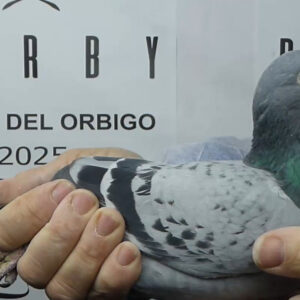 LOTE 12.-  81º EXTRA FINAL 700 KM<BR/> <BR/> NL 1581332/25 <BR/><BR/> VAN DEN BERG <BR/><BR/><STRONG><p style="color:#FF0000";><U>PADRE:</U>  <BR/><BR/><U>MADRE:</U>  </STRONG><BR/><BR/><STRONG><p style="color:#b0d12a";><BR/><BR/></STRONG>