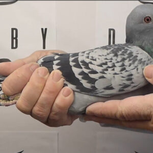 LOTE 13.-  82º EXTRA FINAL 700 KM<BR/> <BR/>ESP 157073 /25     BELLOTA CANTABRA Y TONI<BR/><BR/><STRONG><p style="color:#FF0000";><U>PADRE:</U> HERMANO DE1º AS MEDIO FONDO ASTURIAS 19 (FLORIEA SORIN x RIEN VAN OSS) <BR/><BR/><U>MADRE:</U>EXCELENTES RESULTADOS EN VELOCIDAD Y MEDIO FONDO DEL PALOMAR DE ESTEBAN PIÑERA (CANTABRIA) </STRONG><BR/><BR/><STRONG><p style="color:#b0d12a";><BR/><BR/></STRONG>