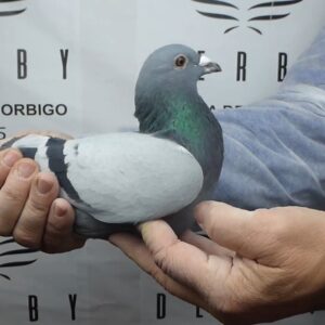 LOTE 14.-   84 º EXTRA FINAL 700 KM<BR/> <BR/> NL 1294866/25 <BR/>HERMANO DE NIDO DE LA 42º EXTRA FINAL 25!!!<BR/> 2 HERMANOS DE NIDO CLASIFICADOS DE LA EXTRA FINAL!!!PIET VAN DE MERWE <BR/><BR/><STRONG><p style="color:#FF0000";><U>PADRE:</U> HIJO DEL 2º NAC. DE BERGERAC (C. HANEGRAAF)  <BR/>TAMBIÉN ES PADRE DE 6º NPO RUFEC 23, 7º NPO AGEN 22, 10º NPO CAHORS 19,...<BR/><U>MADRE:</U> NIETA DE: <BR/> SUMERIAN FIGHTER : 1º INT. BARC. 17<BR/> SAAR: 2º NAC. BARC. 17 <BR/> NEW LAUREAAT: 1º INT. BARC. <BR/> HIJA DE NEW WITBUIK (MADRE 2º INT. BERGERAC)</STRONG><BR/><BR/><STRONG><p style="color:#b0d12a";> SUPER ORÍGENES!!!<BR/><BR/>2 HERMANOS DE NIDA CLASIFICADOS EN LA EXTRA FINAL!!!(42º Y 84º) </STRONG>