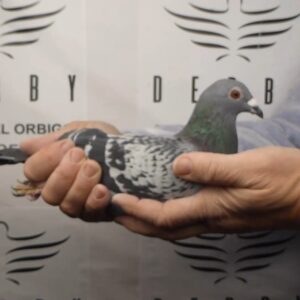 LOTE 13.-  86º EXTRA FINAL 700 KM<BR/> <BR/>ESP 59472/25      HNOS. MURCIA</A><BR/><BR/><STRONG><p style="color:#FF0000";><U>PADRE:</U> <BR/><BR/><U>MADRE:</U>    </STRONG><BR/><BR/><STRONG><p style="color:#b0d12a";><BR/><BR/></STRONG>