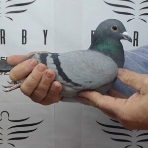 LOTE 12.-  90º EXTRA FINAL 700 KM<BR/> <BR/>ESP 253304/25      JAIME SAEZ FDEZ. DE LA REGUERA</A><BR/><BR/><STRONG><p style="color:#FF0000";><U>PADRE:</U> <BR/><BR/><U>MADRE:</U>    </STRONG><BR/><BR/><STRONG><p style="color:#b0d12a";><BR/><BR/></STRONG>