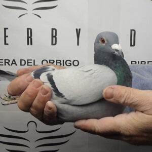 LOTE 11.-  94º EXTRA FINAL 700 KM<BR/> <BR/> ESP 288142/25 <BR/><BR/> TANDEM MONTESINO & CANDEAL <BR/><BR/><STRONG><p style="color:#FF0000";><U>PADRE:</U>  <BR/><BR/><U>MADRE:</U>  </STRONG><BR/><BR/><STRONG><p style="color:#b0d12a";><BR/><BR/></STRONG>