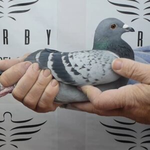 LOTE 10.-  97º EXTRA FINAL 700 KM<BR/> <BR/> ESP 26126/25 <BR/><BR/> TANDEM NIEBLA & ESCRIBÁ <BR/><BR/><STRONG><p style="color:#FF0000";><U>PADRE:</U>  <BR/><BR/><U>MADRE:</U>  </STRONG><BR/><BR/><STRONG><p style="color:#b0d12a";><BR/><BR/></STRONG>