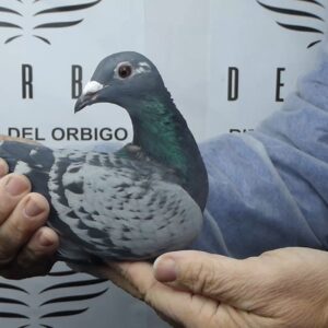 LOTE 13.-   99 º EXTRA FINAL 700 KM<BR/> <BR/> BE 1049017/25 <BR/><BR/> VAN PARYS & DEBUSSCHERE <BR/><BR/><STRONG><p style="color:#FF0000";><U>PADRE:</U>  <BR/><BR/><U>MADRE:</U>  </STRONG><BR/><BR/><STRONG><p style="color:#b0d12a";> <BR/><BR/> </STRONG>