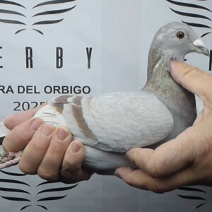 LOTE 18.-  42º EXTRA FINAL 700 KM<BR/> <BR/>NL 1294865/25      PIET VAN DE MERWE<BR/><BR/><STRONG><p style="color:#FF0000";><U>PADRE:</U>  HIJO DEL 2º NACIONAL DE BERGERAC (C. HANEGRAAF)<BR/>ES TAMBIÉN PADRE DEL 84º EXTRA FINAL ÓRBIGO 25<BR/> 6º NPO RUFEC 23<BR/> 7º NPO AGEN 22<BR/> 10º NPO CAHORS 19,...<BR/><BR/><U>MADRE:</U> NIETA DE NEW LAUREAAT<BR/><BR/>MADRE DE: 25º NAC. S3 RUFFEC 23<BR/>26º NAC AGEN 24<BR/>36º NAC. AGEN 25<BR/></STRONG><BR/><BR/><STRONG><p style="color:#b0d12a";>PALOMA EXTRAORDINARIA EN LAS MANOS.<BR/>SIMPLEMENTE ESPECTACULAR!!!<BR/>2 HERMANOS DE NIDO CLASIFICADOS DE LA EXTRA FINAL EN BUENAS POSICIONES<BR/><BR/></STRONG>