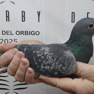 LOTE 08.-   113º EXTRA FINAL 700 KM<BR/> <BR/> NL 1273957/25 <BR/><BR/> 77 PIGEONS<BR/><BR/><STRONG><p style="color:#FF0000";><U>PADRE:</U> C. J. WINTJE PROCEDENTE DE SAARLOOS (PALOMAR DE GRAN FONDO) <BR/><BR/><U>MADRE:</U> PADRE VOLADO DE TARBES, PERPIGNAN Y BARCELONA x MADRE VOLADA 2x AGEN Y BERGERAC </STRONG><BR/><BR/><STRONG><p style="color:#b0d12a";> REUNE CUALIDADES PARA LARGAS DISTANCIAS <BR/> PALOMA DE TAMAÑO PEQUEÑO, GRAN SUAVUDAD DE PLUMAJE<BR/> EXPRESIÓN INTELIGENTE Y SUPER DETALLES EN EL OJO!!!</STRONG>