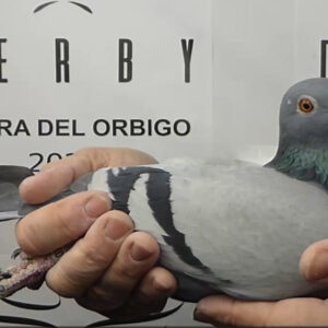 LOTE 07.-   121º EXTRA FINAL 700 KM<BR/> <BR/> POR 5037578/25 <BR/>HERMANO DE NIDO DEL 32º EXTRA FINAL 25<BR/> LONG DISTANCE<BR/><BR/><STRONG><p style="color:#FF0000";><U>PADRE:</U> 9º EXTRA FINAL ÓRBIGO 2023  <BR/> REGRESADO DE 650 KM EN EL DÍA!!!<BR/><U>MADRE:</U>  17º FINAL ÓRBIGO 23 Y 8º AS PALOMA GENERAL 23</STRONG><BR/><BR/><STRONG><p style="color:#b0d12a";> SUPER ORÍGENES <BR/> 2 HERMANOS DE NIDO CLASIFICADOS DE LA EXTRA FINAL 32º Y 121º<BR/> MORFOLOGÍA MUY BUENA</STRONG>