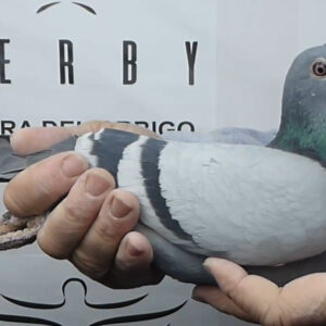 LOTE 06.-   132º EXTRA FINAL 700 KM<BR/> <BR/> ESP 58772/25 <BR/><BR/> HNOS. GUTIERREZ, J. GARCÍA Y G. EXPÓSITO<BR/><BR/><STRONG><p style="color:#FF0000";><U>PADRE:</U> 24º EXTRA FINAL RIAS BAIXAS 20 (650 KM) <BR/> SU PADRE 5º FINAL DERBY RIAS BAIXAS 19 (ORIGINAL SOL NASCENTE)<BR/><U>MADRE:</U> 18º FINAL Y 5º AS GENERAL COSTA LUZ 23 (HERMANA DE 9º FINAL Y 2º AS GENERAL)<BR/> PADRES SUPER REPRODUCTORES!!! </STRONG><BR/><BR/><STRONG><p style="color:#b0d12a";> EXTRAORDINARIO PALOMAR CON EXCELENTES RESULTADOS, ESPECIALMENTE EN EXTRA FINALES!!!  <BR/> PALOMA CON FUERTE OSAMENTA, PERFECTO EQUILIBRIO Y MUSUCULATURA SUPER!!!<BR/> </STRONG>