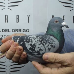 LOTE 05.-   138º EXTRA FINAL 700 KM<BR/> <BR/> DV 4762- 1233 /25 <BR/><BR/> TEAM PFOH & HENRICH<BR/><BR/><STRONG><p style="color:#FF0000";><U>PADRE:</U> HERMANO DE NIDO DE LA MADRE 1º FINAL VICTORIA FALLS 23 CON 45 MINUTOS DE VENTAJA!!! (ORIGINAL ANDREAS MOLLER)<BR/> SU ABUELO ES TAMBIÉN EL PADRE DEL 1º AS PALOMA EN DERBY SUDÁFRICA 19-20<BR/>SUPER FAMILIA DE GRANDES CAMPEONES EN DERBYS!!!<U>MADRE:</U> ABUELA DE 28º Y 50º DERBY ÓRBIGO 25!!! (ORIGINAL UDO GEBHARD)  </STRONG><BR/><BR/><STRONG><p style="color:#b0d12a";> PERFECTO CUERPO Y BALANCE <BR/>OSAMENTA SUPER<BR/> PALOMAR SUPER FIABLE CON BUENOS RESULTADOS TODOS LOS AÑOS!!! </STRONG>