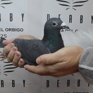 LOTE 04.-   147º EXTRA FINAL 700 KM<BR/> <BR/> ESP 44665/25 <BR/><BR/> HNOS. GUTIERREZ, J. GARCÍA Y G. EXPÓSITO<BR/><BR/><STRONG><p style="color:#FF0000";><U>PADRE:</U> VOLADO EN ALGARVE 22 <BR/><BR/><U>MADRE:</U> LAMBRECH / BOEKS (ORIGINAL CECAC)</STRONG><BR/><BR/><STRONG><p style="color:#b0d12a";>  <BR/>PLUMAJE EXTRAORDINARIAMENTE SEDOSO Y FUERTE OSAMENTA<BR/> </STRONG>