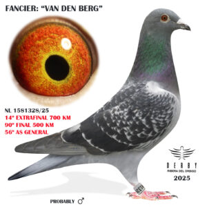 LOTE 20.-    14º EXTRA FINAL 700 KM<BR/> <BR/> NL 1581328/25 <BR/>56º AS GENERAL!!!<BR/> VAN DEN BERG<BR/><BR/><STRONG><p style="color:#FF0000";><U>PADRE:</U> NIETO 5º NACIONAL BARCELONA <BR/> <BR/><U>MADRE:</U> NIETA DE LEONTINE: HIJO DE LEONTINE x CONSANGUINEA DE "DAAN" 1º INT, AGEN YEARLINGS (JOS PEPPING) </STRONG><BR/><BR/><STRONG><p style="color:#b0d12a";> PLUMAJE SEDOSO  <BR/> EXTRAORDINARIA LONGITUD Y FLEXIBILIDAD DE ALA<BR/> </STRONG>