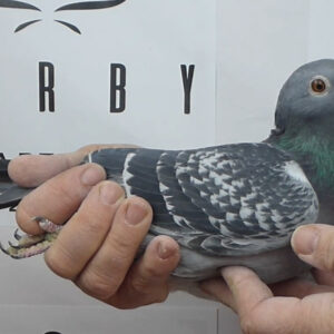 LOTE 03.-   163º EXTRA FINAL 700 KM<BR/> <BR/> ESP 18721/25 <BR/><BR/> OS DO POZO<BR/><BR/><STRONG><p style="color:#FF0000";><U>PADRE:</U> LINEA JAN AARDEN <BR/>ABUELO VOLADO DESDE GERONA (950 KM) Y ABUELA 1º GERONA (950 KM) Y 2º MARATÓN GALICIA<BR/><U>MADRE:</U>  </STRONG><BR/><BR/><STRONG><p style="color:#b0d12a";> LINEAS DE GRAN FONDO (GERONA 950 KM) DE GALICIA <BR/><BR/> </STRONG>