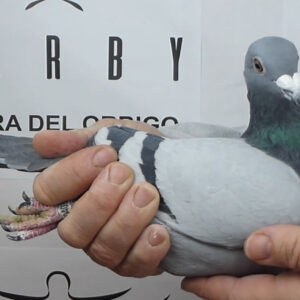 LOTE 02.-   171º EXTRA FINAL 700 KM<BR/> <BR/> POR 5304034/25 <BR/><BR/> P4R & REAL TEAM<BR/><BR/><STRONG><p style="color:#FF0000";><U>PADRE:</U> 15º AS PALOMAS DERBY RIAS BAIXAS 20 (HEREMANS CEUSTER) <BR/> HERMANO DE 1º AS VELOCIDAD PALOMAR COMUNITARIO ARAZEDE 18 Y 2º AS PALOMA PALOMAR COMUNITARIO GAFANHA<BR/> PALOMAS SUPER PUNTERAS!!!<U>MADRE:</U> NIETA DE "CHE", "ABEL" Y "BARTOLI"  (EIJERKAMP)<BR/> SUPER ORÍGENES!!!</STRONG><BR/><BR/><STRONG><p style="color:#b0d12a";>  PALOMA DE GRAN BELLEZA<BR/> FUERTE OSAMENTA Y PERFECTA EN LAS MANOS<BR/> EXPRESIÓN DE GRAN INTELIGENCIA</STRONG>