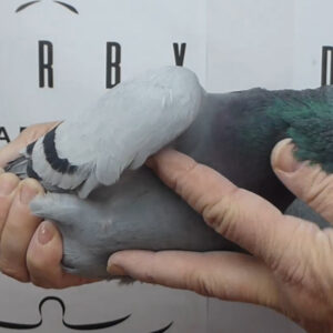 LOTE 01.-   179º EXTRA FINAL 700 KM<BR/> <BR/> POR 5268076/25 <BR/><BR/> LUIS FERNANDO & POMBOS DO MARCIANO (ACTIVADA EXTRA FINAL LONG DISTANCE)<BR/><BR/><STRONG><p style="color:#FF0000";><U>PADRE:</U> NIETO "030" Y "VINKO JUNIOR" SOL NASCENTE <BR/><BR/><U>MADRE:</U> MEDIO HERMANO 5º FINAL RIACHOS 23 </STRONG><BR/><BR/><STRONG><p style="color:#b0d12a";>  <BR/>OSAMENTA MUY FUERTE<BR/> CARACTER INDÓMITO</STRONG>