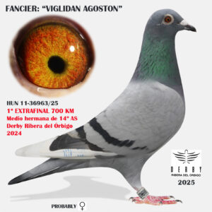 LOTE 22.-    1º EXTRA FINAL 700 KM<BR/> <BR/> HUNG -11 - 36963/25 <BR/><BR/> VIGLIDAN AGOSTON<BR/><BR/><STRONG><p style="color:#FF0000";><U>PADRE:</U>  HIJO DE LA MEJOR PAREJA DE CRIA DE KARL HEINZ WICHERT: THIRLLER (ORGINAL THONE) 11º FINAL Y 11º AS COSTA SOL 16 x SPEEDY MAUS (RICHTER/LIPSKI): MADRE Y ABUELA DE 1º COSTA LUZ, 4º AS CARTAXO,18º SUPESTAR,...<BR/><BR/>ES MEDIO HERMANO DEL 64º/4601 FINAL PATTAYA 20 Y PADRE DEL 2º FINAL ALGARVE RACE CHALLANGE 23 (555 KM)<BR/><U>MADRE:</U> MEDIO HERMANA10º FINAL RIACHOS 21  (CRUCE DE LINEA PORSCHE 911 PIPA x  </STRONG><BR/><BR/><STRONG><p style="color:#b0d12a";> PERFECTA <BR/>ESPALDA Y RABADILLA SOBERBIA <BR/> OSAMENTA Y MUSCULATURA TOP!!! </STRONG>