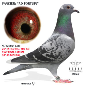 LOTE 19.-    26º EXTRA FINAL 700 KM<BR/> <BR/> NL 1280217/25 <BR/> HERMANA DE NIDO 10º EXTRA FINAL 25<BR/> AD FORTUIN<BR/><BR/><STRONG><p style="color:#FF0000";><U>PADRE:</U> "CAS" SPECIAL ONE II x WILLEKE<BR/><BR/><U>MADRE:</U>  HIJA DE NEW LAUREAAT x MISS NEW LAUREAAT </STRONG><BR/><BR/><STRONG><p style="color:#b0d12a";> NIETA DE: <BR/>SPECIAL ONE 2: 4º NAC. PAU 22, 7º NAC. MARSELLA 22 Y 1º AS PALOMA INTERNACIONA!!!<BR/>WILLEKE: 1º INT. SAN VICENTE 19<BR/> NEW LAUREAAT: 1º INT. BARC. 12<BR/> MIS NEW LAUREAAT: 1º NAC. Y 3º INT. AGEN<BR/> LOS MEJORES ORÍGENES DEL GRAN FONDO A NIVEL EUROPEO!!! </STRONG>