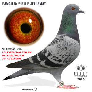 LOTE 18.-    28º EXTRA FINAL 700 KM<BR/> <BR/> NL 1026613/25 <BR/><BR/> JELLE JELLEMA<BR/><BR/><STRONG><p style="color:#FF0000";><U>PADRE:</U> hijo del 1º AS NACIONAL MEDIO FONDO 2024!!!  (G. VAN SCHAIJK) <BR/><BR/><U>MADRE:</U>  HIJA DE "PANDEMIC":5º  NAC. VELOCIDAD 22 Y 8º NAC. VELOCIDAD 23 x "PIETA" 14º NACIONAL AS PALOMA LARGA DISTANCIA 23  <BR/> SUPER COMBINACIÓN DE VELOCIDAD CON LARGA DISTANCIA!!!</STRONG><BR/><BR/><STRONG><p style="color:#b0d12a";> PALOMA EXTRAORDINARIA <BR/> 3ª AS PALOMA SOBRE TODAS LAS SUELTAS (INCLUIDAS 500 Y 700 KM)<BR/>7ª AS PALOMAS SOBRE 500 Y 700 KM <BR/> 35º AS GENERAL (HASTA 500 KM)<BR/><BR/>  SUPER PALOMA PARA TODAS LAS MODALIDADES!!! SIEMPRE EN PUESTOS TOP </STRONG>