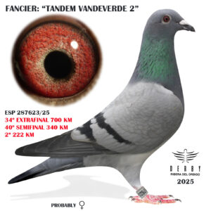 LOTE 16.-    34º EXTRA FINAL 700 KM<BR/> <BR/> ESP 287623/25 <BR/>PALOMA REGRESADA EN EL DÍA DE 700 KM!!!<BR/> VANDEVERDE<BR/><BR/><STRONG><p style="color:#FF0000";><U>PADRE:</U>  <BR/><BR/><U>MADRE:</U>  </STRONG><BR/><BR/><STRONG><p style="color:#b0d12a";> ABUNDANTE PLUMAJE Y MUY SEDOSO  <BR/>EXTRAORDINARIA EN LAS MANOS<BR/> PERFECTA ESPALDA Y RABADILLA <BR/> 2ª CLASIFICADA DE LA SUELTA DE 222 KM (ESPECIALMENTE DURA Y CON MUCHAS PÉRDIDAS) </STRONG>