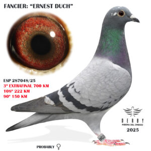 LOTE 21.-    3º EXTRA FINAL 700 KM<BR/> <BR/> ESP 287048/25 <BR/><BR/> ERNEST DUCH<BR/><BR/><STRONG><p style="color:#FF0000";><U>PADRE:</U> "DRAPA" (ORIGINAL TANDEM BROCAL): HARDY KRUGUERxHUBERT FAUS (ZEUS Y AFRODITA) / JANSSENxDRAPA (HEMBRA BASE TANDEM BROCAL)<BR/><BR/><U>MADRE:</U>  </STRONG><BR/><BR/><STRONG><p style="color:#b0d12a";> PERFECCIÓN EN LAS MANOS <BR/> OSAMENTA Y MUSCULATURA TOP<BR/> REÚNE TODAS LAS CARACTERÍSTICAS PARA SER UNA GRAN REPRODUCTORA</STRONG>