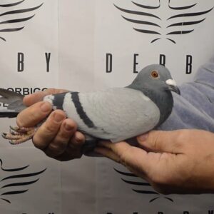 LOTE 15.-    44º EXTRA FINAL 700 KM<BR/> <BR/> POR 5037971/25 <BR/> REGRESADA A PRIMERA HORA DEL 2º DIA DE 700 KM!!!<BR/> LONG DISTANCE<BR/><BR/><STRONG><p style="color:#FF0000";><U>PADRE:</U>  3º AS GENERAL ÓRBIGO 23, 27º FINAL 23<BR/> PERFECTO EN LAS MANOS Y CON HERMANOS VOLADOS DE VARIAS EXTRA FINALES Y GRANDES FONDOS EN SU PALOMAR DE ORIGEN<BR/><U>MADRE:</U> 10º AS GENERAL  ÓRBIGO 22, 29º FINAL 22<BR/> PALOMA CON UNA MUSCULATURA EXCEPCIONAL, CUERPO PERFECTO  </STRONG><BR/><BR/><STRONG><p style="color:#b0d12a";>  <BR/>CUERPO PERFECTO<BR/> OSAMENTA FUERTE</STRONG>