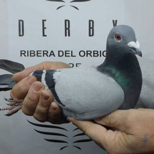 LOTE 14.-   51º EXTRA FINAL 700 KM<BR/> <BR/> POR 5310237/25 <BR/><BR/> ADRIAN, VALERIA Y SALVADOR<BR/><BR/><STRONG><p style="color:#FF0000";><U>PADRE:</U>100% ANDRE RHOODHOOFT (PADRES ORIGINALES)  <BR/> SUPER ORÍGENES CON EXTRAORDINARIOS RESULTADOS EN FINAL Y EXTRA FINAL!!!<BR/><U>MADRE:</U>  </STRONG><BR/><BR/><STRONG><p style="color:#b0d12a";> PALOMAR CON   GRANDES RESULTADOS CONSEGUIDOS CON HIJOS DE 2 PAREJAS (ORIGINALES RHOODOFT x LINEAS GALLEGAS: SALVADOR x CORES)<BR/> PALOMAS BUENAS Y BONITAS (COMBINACIÓN DESEADA)<BR/> SUPERFIABLES Y SUPER OPORTUNIDAD!!! </STRONG>