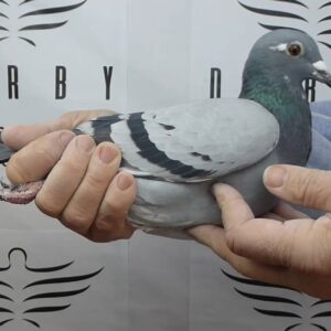 LOTE 13.-   56º EXTRA FINAL 700 KM<BR/> <BR/> GB - N  41493/25 <BR/><BR/> MARK GILBERT <BR/><BR/><STRONG><p style="color:#FF0000";> <U>PADRE:</U>  HIJO DE "SOUTHFIELD DARRAN" 3º NAC Y 7º INT. PAU 19 (BATENBURG x JELLEMA)<BR/><BR/><U>MADRE:</U> HIJA DE "SOUTHFIELD HUGO" : 1º NAC. BARC. 18 Y 1º NAC. PERPIGNAN 17 x "SOUTHFIELD TITAN" 1º NAC. PERPIGNAN 23</STRONG><BR/><BR/><STRONG><p style="color:#b0d12a";> TAMAÑO MEDIANO <BR/>PALOMA PERFECTA<BR/> EXTRA MUSCULATURA Y CALIDAD DE PLUMAJE </STRONG>