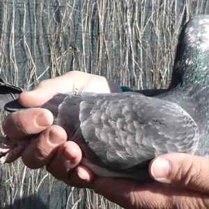 LOTE 12.-   63º EXTRA FINAL 700 KM<BR/> <BR/> ESP 59768/25 <BR/><BR/> ANTONIO LOZANO COLOMINA<BR/><BR/><STRONG><p style="color:#FF0000";><U>PADRE:</U> HIJO DE 9º CLASIFICADO DERBY YUPI 21-22 Y 4º AS PALOMA x "PERLICA" (MADRE DE GRANDES VOLADORAS)   <BR/><BR/><U>MADRE:</U> "HELSINKI" (YAVHE RODRIGUEZ) x "PERLICA" (MADRE DE GRANDES VOLADORES) </STRONG><BR/><BR/><STRONG><p style="color:#b0d12a";>  <BR/>DOBLE NIETO (CONSANGUINEO) DE "PERLICA" (MADRE DE GRANDES VOLADORES)!!!<BR/> EXTRAORDINARIA OSAMENTA Y FORTALEZA</STRONG>