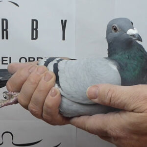 LOTE 11.-   72º EXTRA FINAL 700 KM<BR/> <BR/> ESP 154302/25 <BR/>HERMANOS DEL 91º FINAL MONESTERIO 24 DERBY ÓRBIGO<BR/> LUIS MORALEJO (AVILÉS)<BR/><BR/><STRONG><p style="color:#FF0000";><U>PADRE:</U> 23º EXTRA FINAL DERBY ÓRBIGO 24 <BR/><BR/><U>MADRE:</U>  100% MAURICE BORGES (BELGICA) ORIGINAL MANUEL PRADO (CORUÑA) </STRONG><BR/><BR/><STRONG><p style="color:#b0d12a";>  <BR/>PALOMAR QUE ENVÍA 4 PALOMAS A LA EXTRA FINAL (700 KM) Y COMPRUEBA LAS 4!!!<BR/> 100% REGULARIDAD </STRONG>