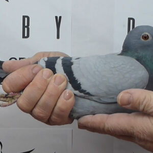 LOTE 10.-   92º EXTRA FINAL 700 KM<BR/> <BR/> NL 1581331/25 <BR/><BR/> VAN DEN BERG<BR/><BR/><STRONG><p style="color:#FF0000";><U>PADRE:</U> HIJO DE "LEONTINE" x MISS URK LAUREAAT (5º NAC. BARCELONA)  <BR/><BR/><U>MADRE:</U> NIETA DE "SPECIAL ONE", "POWERBOY" Y "LEONTINE" </STRONG><BR/><BR/><STRONG><p style="color:#b0d12a";> SUPER ORÍGENES <BR/> PALOMA CON EXTRAORDINARIA BELLEZA Y MORFOLOGÍA<BR/> </STRONG>