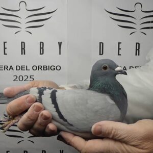 LOTE 09.-   96º EXTRA FINAL 700 KM<BR/> <BR/> ESP 73747/25 <BR/>HERMANA PURA DEL CAMPEÓN DERBY ÓRBIGO 2024!!!<BR/> BOUSSELHAM BENNANE<BR/><BR/><STRONG><p style="color:#FF0000";><U>PADRE:</U> PADRE CAMPEÓN DERBY ÓRBIGO 24 (ORIGINAL ETIENNE MEIRLAEN) <BR/>SUPER REPRODUCTOR<BR/> HIJO DE "SUPERIOR COR": 28º NAC. LIBOURNE<U>MADRE:</U> MADRE DEL CAMPEÓN DERBY ÓRBIGO 24 Y 1º AS PALOMA (VANDENABEELE) </STRONG><BR/><BR/><STRONG><p style="color:#b0d12a";> PALOMA DE EXTRAORDINARIA BELLEZA  <BR/> PERFECTO EQUILIBRIO Y PLUMAJE SUPER SEDOSO<BR/> EXPRESIÓN SUPER INTELIGENTE <BR/><BR/>  SUPER OPORTUNIDAD!!!!</STRONG>
